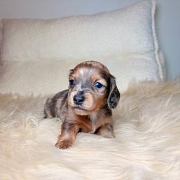 Stitch - Dapple male Dachshund puppy in Washburn, Tennessee from Clinch Mountain Dachshunds