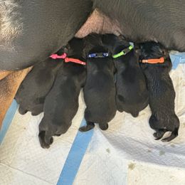 Rottweiler Puppies from Khaotic Rottweilers