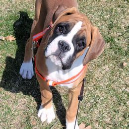 Boxers from Cunningham's Cuddly Canines