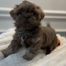Gigi - Blue female Shih Tzu puppy in Covington, Georgia from Top Hats 2  Shih Tzu’s