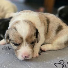 Cardigan Welsh Corgi Puppies from Savage Family Farm