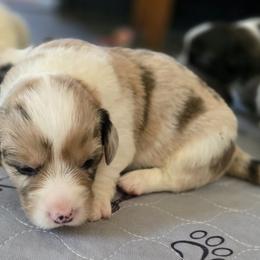 Cardigan Welsh Corgi Puppies from Savage Family Farm