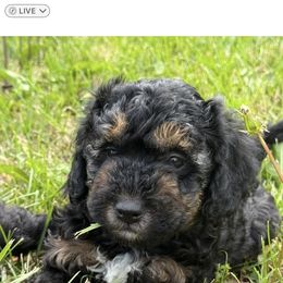 Heidi - Phantom female Goldendoodle puppy in Missouri from Simply Schnauzers
