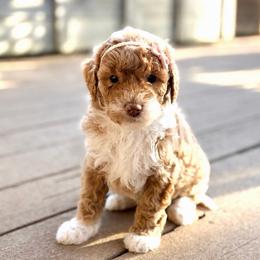 Dixie - Yellow and white female Bernedoodle puppy in Santa Barbara, California from K+C Doodles