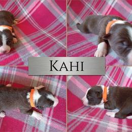 Kahi - White and red female Border Collie puppy in Max, Nebraska from Stag Valley Homestead