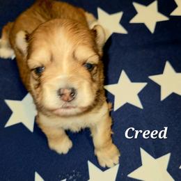 Maltese, Morkie, and Yorkshire Terrier Puppies from TenderLittleCuties
