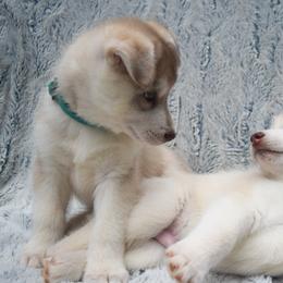 Siberian Husky Puppies from Velox Siberians