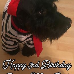 Scottish Terriers from Red River Scotties