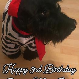 Scottish Terriers from Red River Scotties