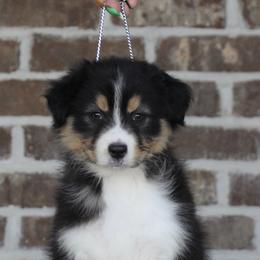 Black tri female 2 - Black tri-color female Australian Shepherd puppy in Riverton, Utah from Prestige Aussies