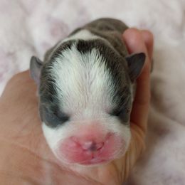 Liberty - Blue female Boston Terrier puppy in Corning, California from SB Bostons