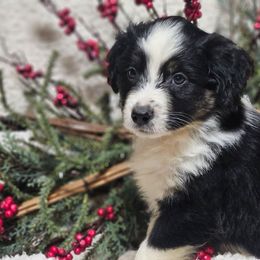 Midnight - Black tri female Miniature Australian Shepherd puppy in Bethany, Connecticut from Tini Thyme Mini Aussies