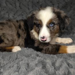 Buzz - Blue merle male Miniature Australian Shepherd puppy in Alabama from SBA Aussies