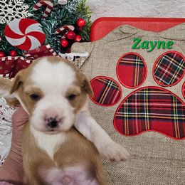 Zayne - Gold and white male Tibetan Terrier puppy in Dorena, Oregon from Angel Tibetans Of Oregon