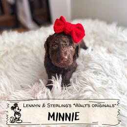 Minnie - Chocolate female Goldendoodle puppy in Soddy Daisy, Tennessee from The W Doods