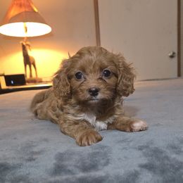 Reba - Apricot female Cavapoo puppy in Copan, Oklahoma from Tatums cavapoos