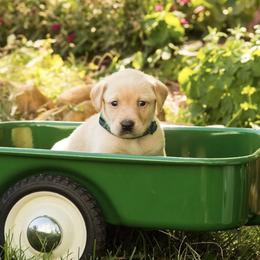 Labrador Retrievers from Hillcrest Farm