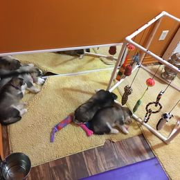 Alaskan Malamute Puppies from Strong Water Malamutes