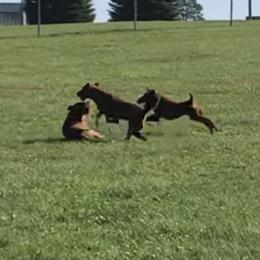 Irish Terriers from James' Irish Terriers