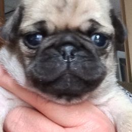 Pug Puppies from House of Briggs Pugs