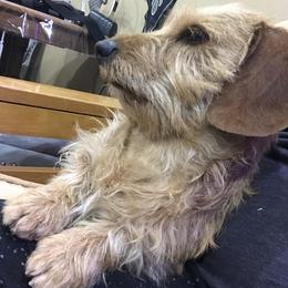 T - Dachshund