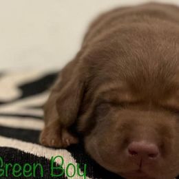 Labrador Retriever Puppies from Travis’ Chocolate Labradors
