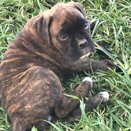 Boxer Puppies from Molly Mo Boxers