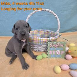 Mike - Blue male Great Dane puppy in Bay City, Michigan from Monarch Danes