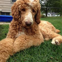 Goldendoodles from Heart of Michigan Goldendoodles