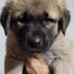 Anatolian Shepherd Dog Puppies from Mulvaney Farms Anatolians
