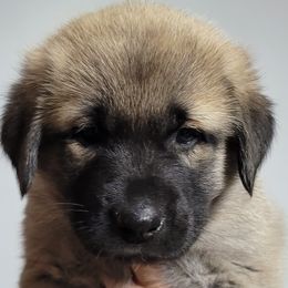 Anatolian Shepherd Dog Puppies from Mulvaney Farms Anatolians