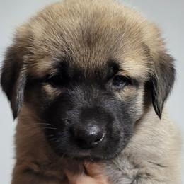 Anatolian Shepherd Dog Puppies from Mulvaney Farms Anatolians