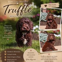 Truffle - Brown and white female Cockapoo puppy in Millville, California from Hope Lane Kennels