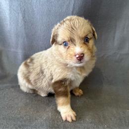 Texas - Red merle male Miniature Australian Shepherd puppy in Loretto, Tennessee from K Kountry Farm