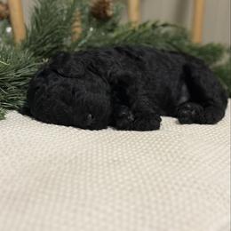 Benelli - Black male Goldendoodle puppy in Zeeland, Michigan from Dandelion Lane Doodles
