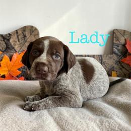 Lady - Liver roan female German Shorthaired Pointer puppy in Polk City, Florida from Yates’ GSP