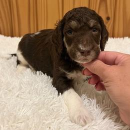 Sonny - Parti male Poodle puppy in Washington, Pennsylvania from Patriotic Poodles