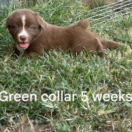 Green collar 5 weeks - Red & white male Australian Shepherd puppy in Selma, North Carolina from Eon's Aussies