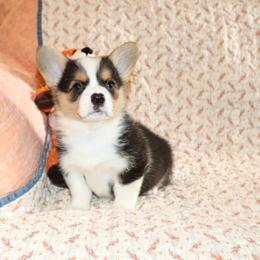 Uzuri - Black and tan female Pembroke Welsh Corgi puppy in Morton, Mississippi from Crown AB Farms Pembroke Welsh Corgis