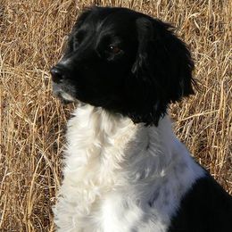English Springer Spaniels from Blue River Kennel