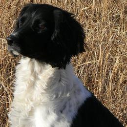 English Springer Spaniels from Blue River Kennel
