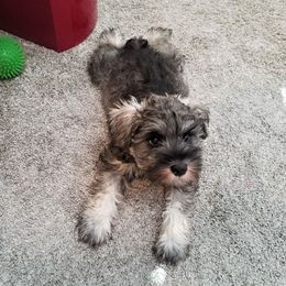 Miniature Schnauzer Puppies from Mini Schnauzers 4U