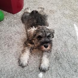 Miniature Schnauzer Puppies from Mini Schnauzers 4U
