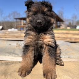 Jovi - Black and red female German Shepherd puppy in Lexington, Virginia from Stahlhaus ( Previously Buffelbach Farmstead Shepherds)