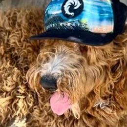 Leo - Goldendoodle