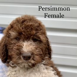 Cavalier King Charles Spaniel, Cavapoo, and Poodle Puppies from Loblolly Ranch