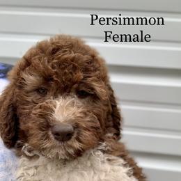 Cavalier King Charles Spaniel, Cavapoo, and Poodle Puppies from Loblolly Ranch