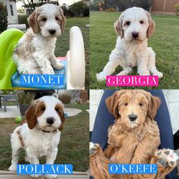 Puppy 7 - Red female Australian Labradoodle puppy in Cave Creek, Arizona from Welcome Home Doodles