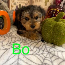 Atlas (AKC Tiny) - Black and tan male Yorkshire Terrier puppy in Fairview, West Virginia from Prims Puppies LLC