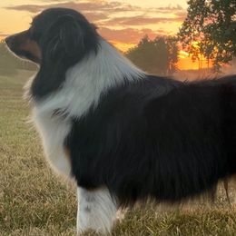 Australian Shepherds, Miniature American Shepherds, and Toy Australian Shepherds from OR Aussies